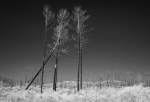 Trail of devastation